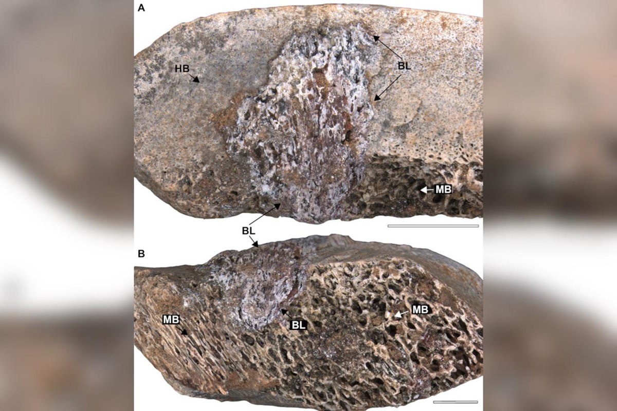Imagens colorida das lesões identificadas nos dinossauros pescoçudos - Metrópoles 