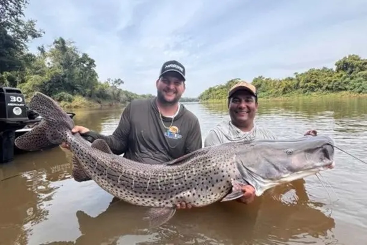 Dupla pesca pintado de 50 kg: “Todo mundo se emocionou”. Vídeo