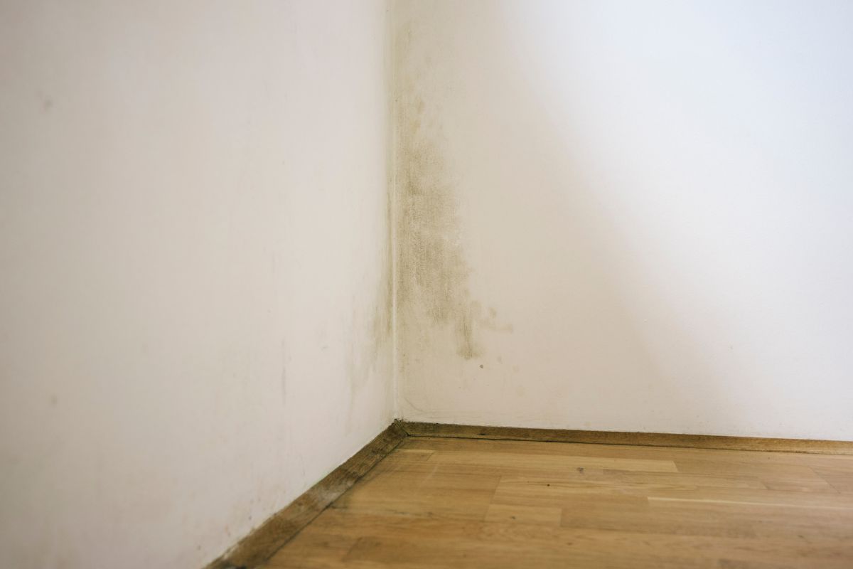 kleurenfoto van beschimmelde muur