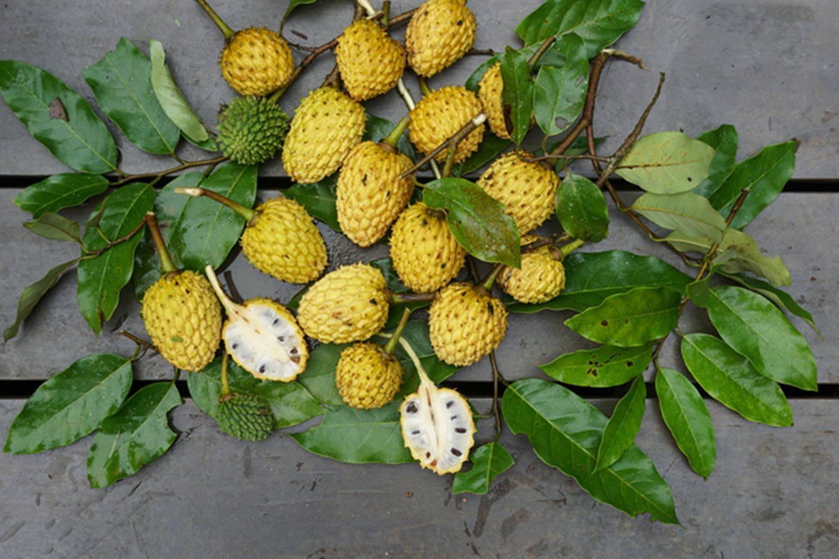 Foto de fruta ariticum - Metrópoles