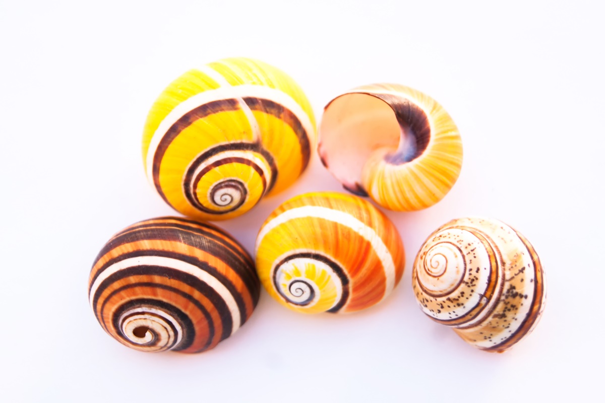 Imagem colorida de conchas de caramujos polymitas - Metrópoles 