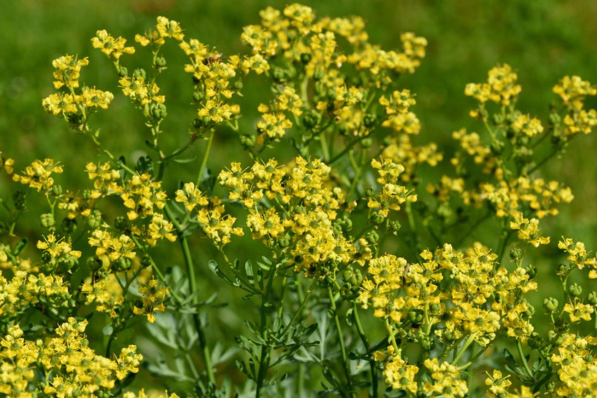 Color image of rue flowers
