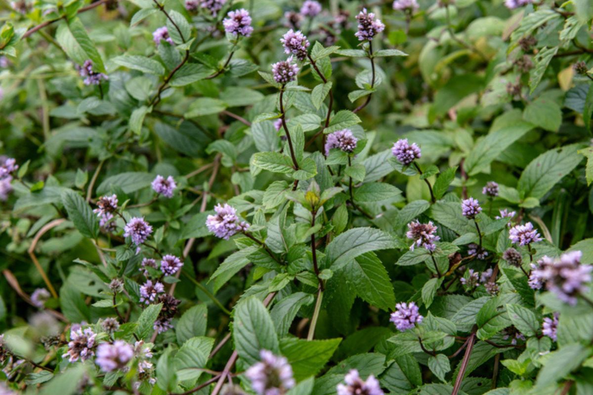 Color image of mint flowers