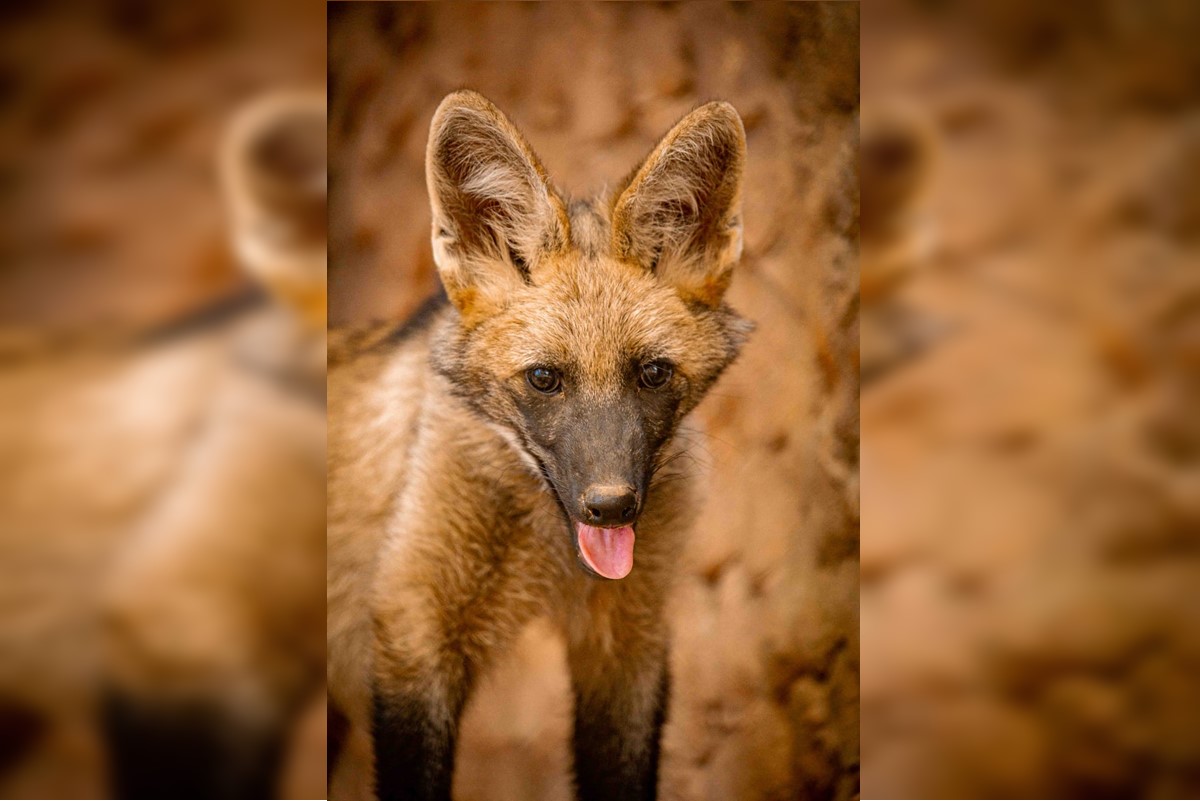 Morre, aos 2 anos, Atena a loba-guará mascote do Zoológico de Brasília