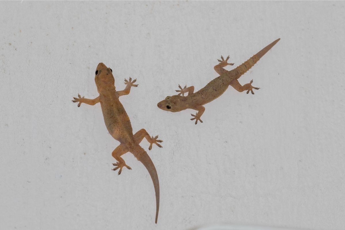Foto de stock de Lagartixa de casa tropical