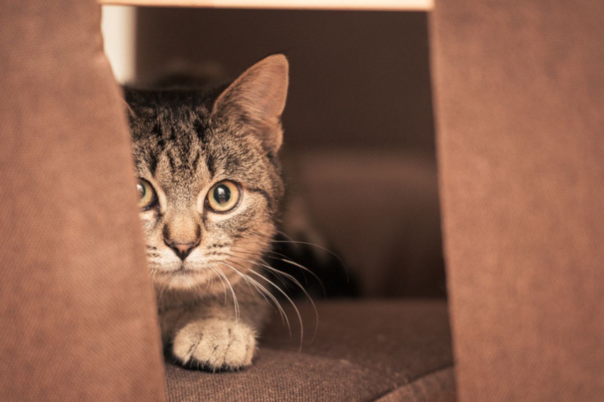 Imagem colorida de gato se escondendo
