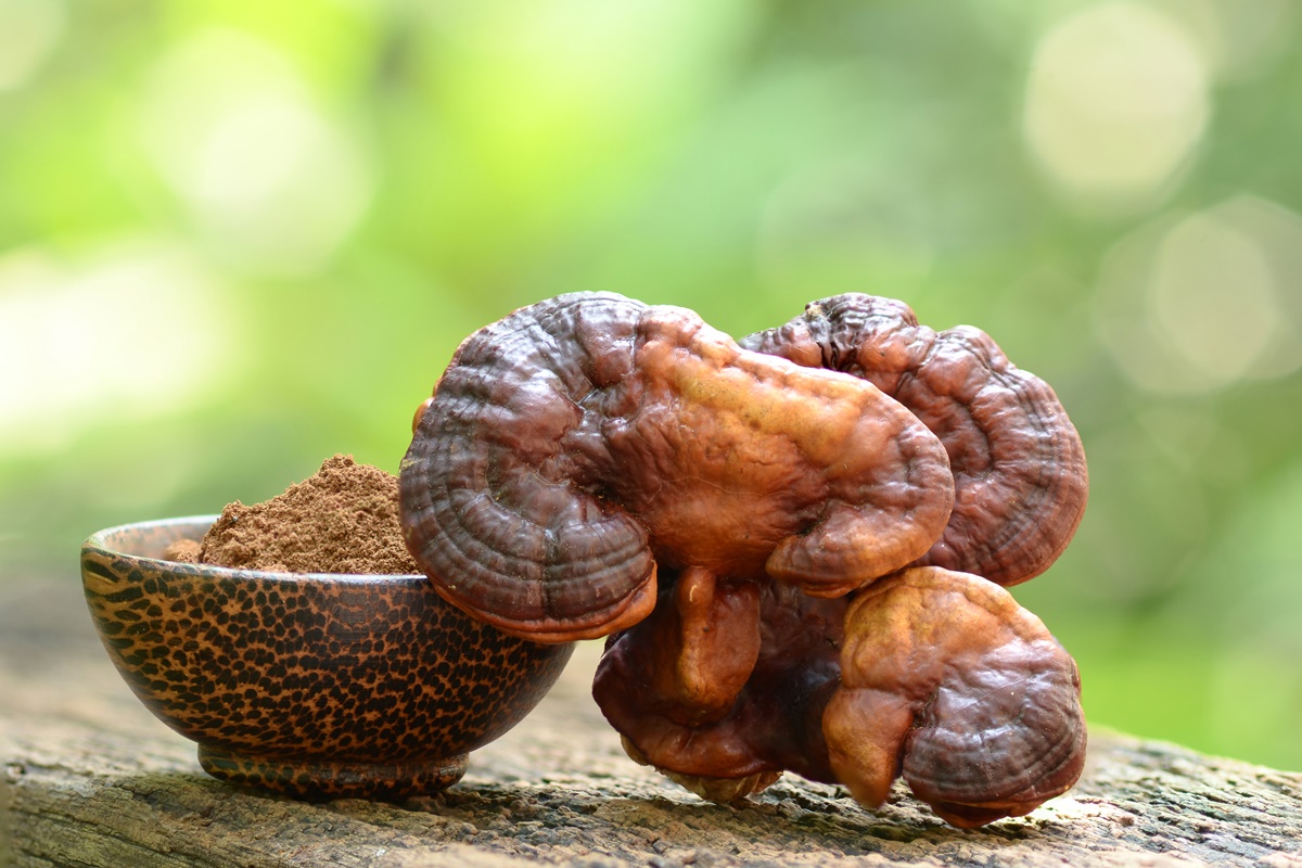 Imagem colorida de cogumelo reishi em pó - Metrópoles