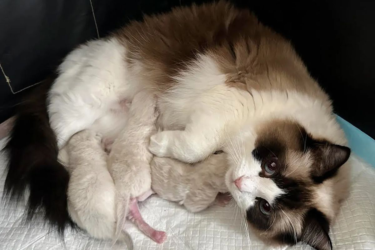Gata com três filhotes 