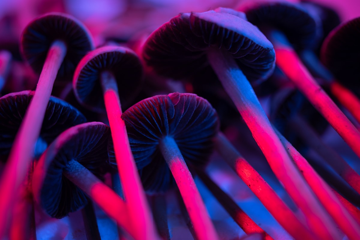 Entenda os riscos da psilocibina, substância dos “cogumelos mágicos”