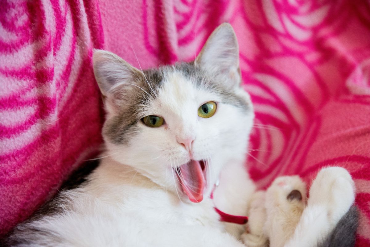 Brinquedos caseiros para gatos: ideias fáceis e divertidas