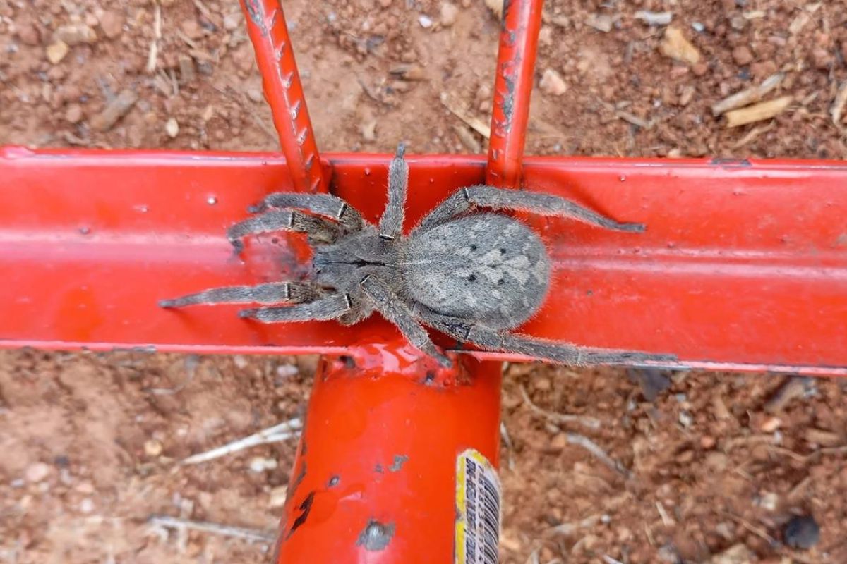 Como se proteger da picada de armadeira, aranha mais temida do Brasil