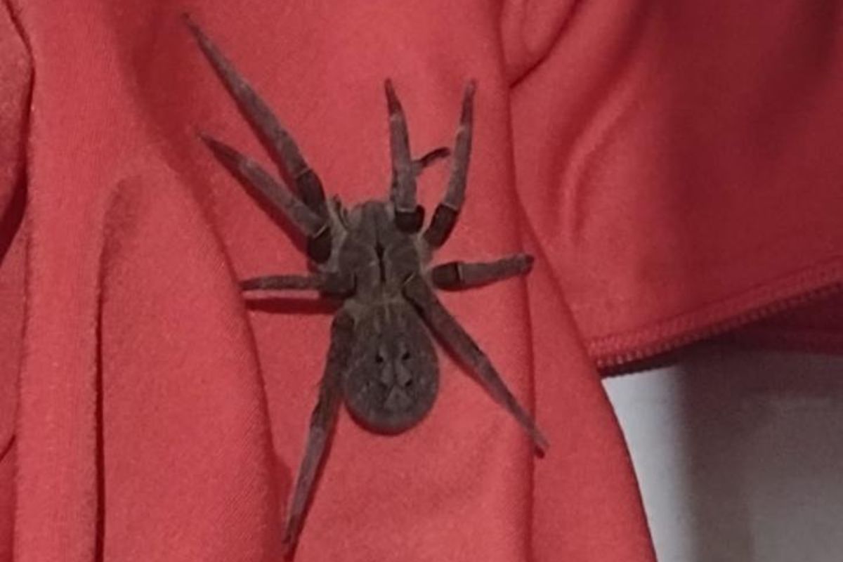 araña armada