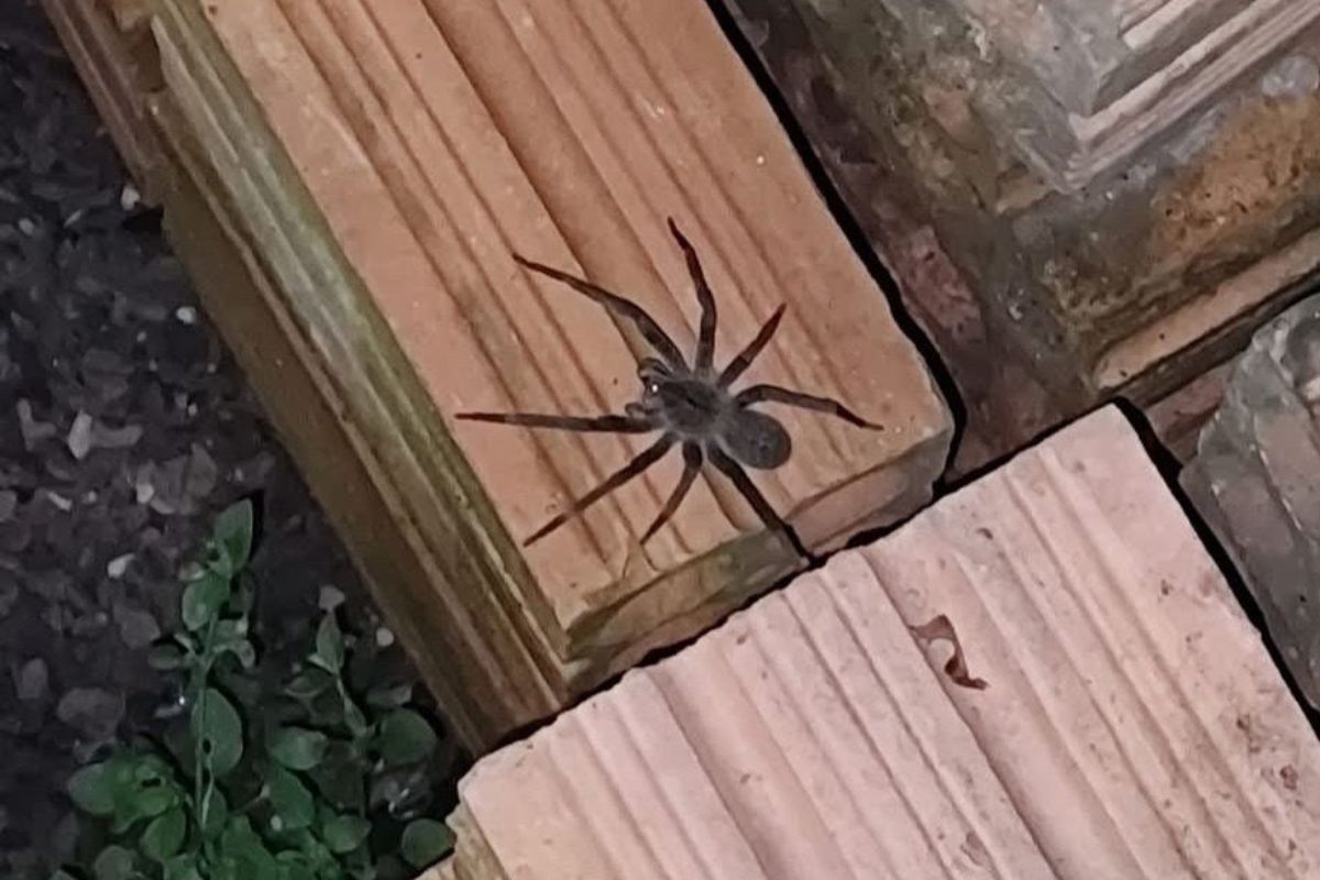 araña armada