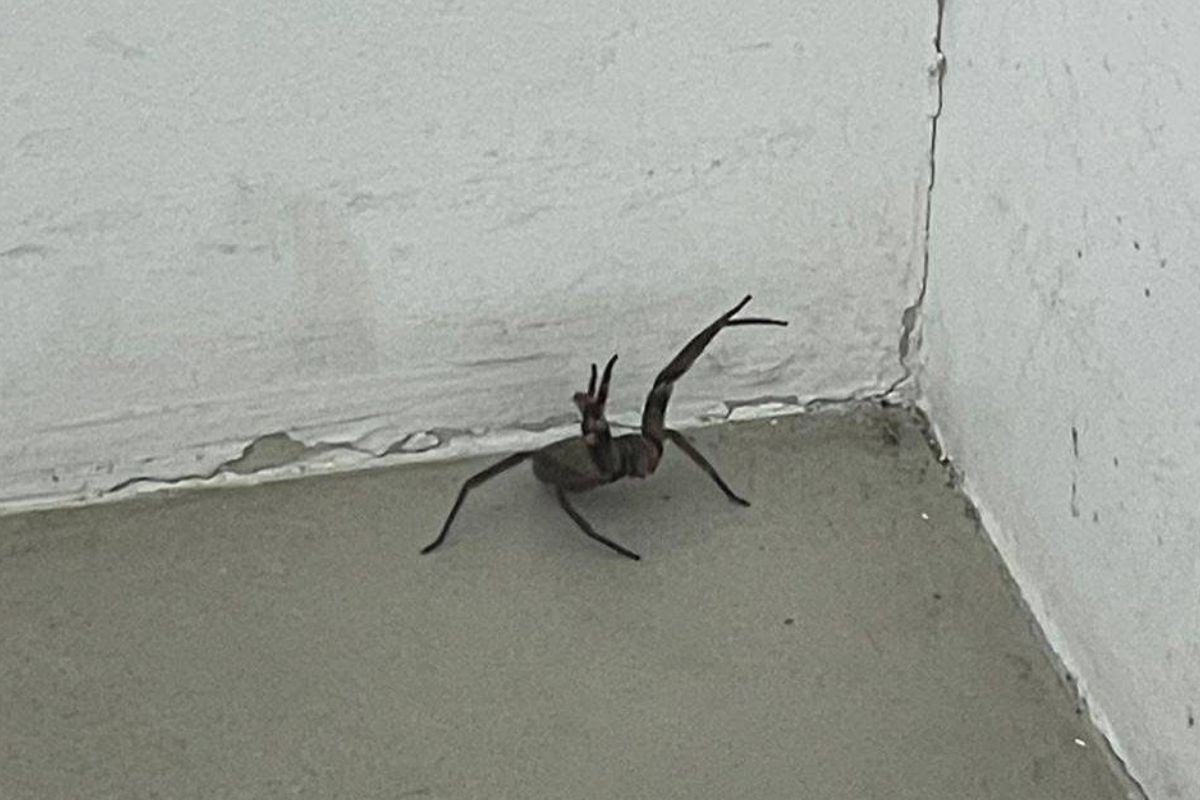 araña armada