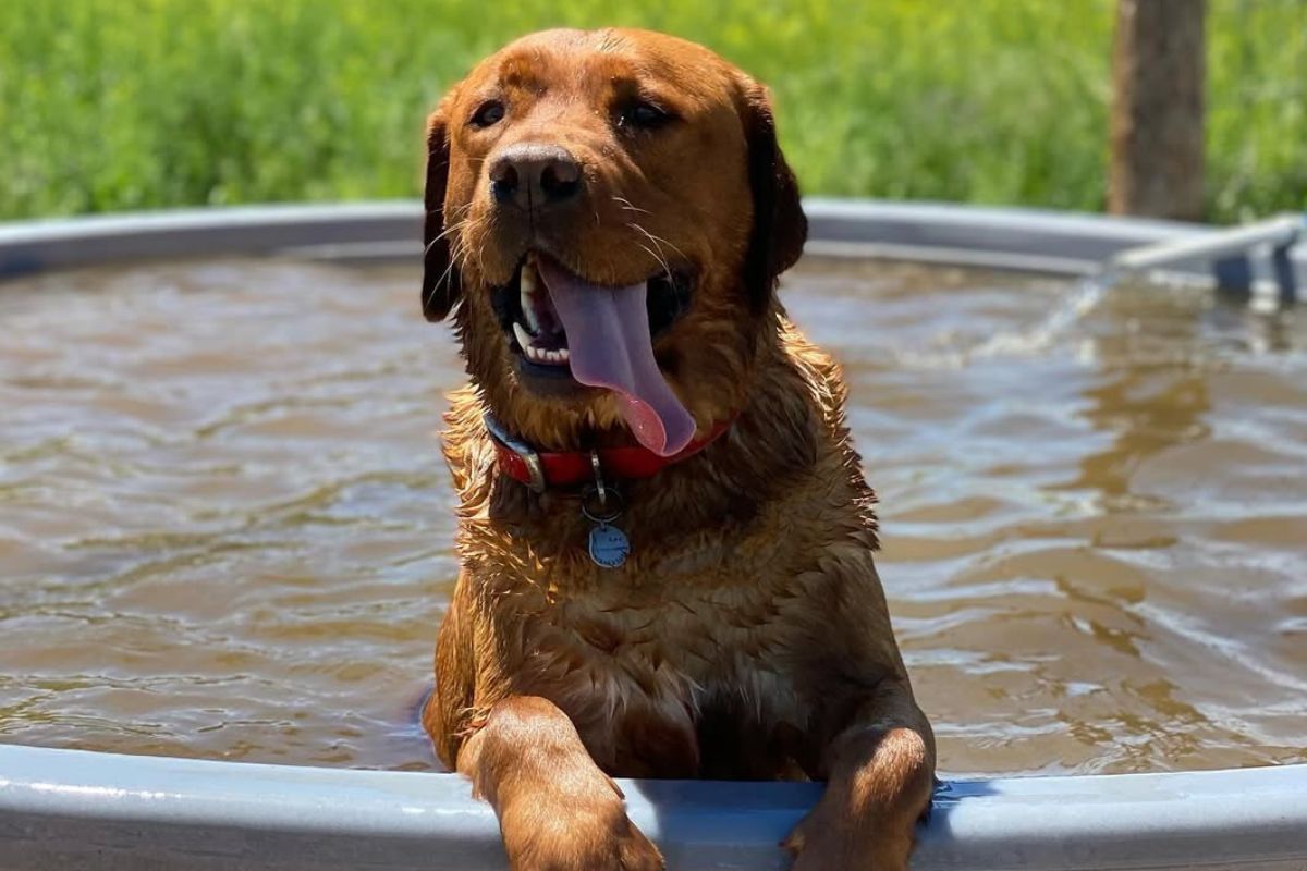 Imagem colorida de cachorro em piscina, com a língua pra fora