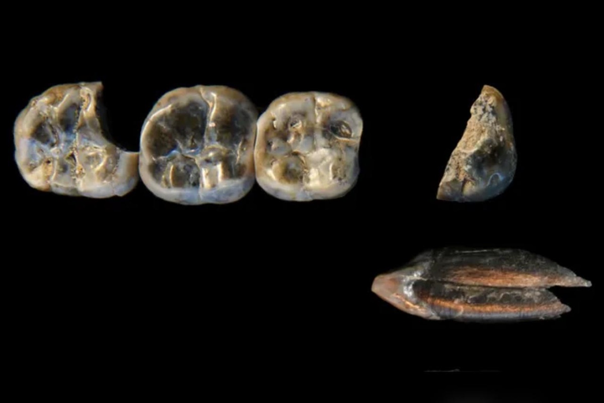 Dentes de 2,6 milhões de anos podem ser de parente humano desconhecido