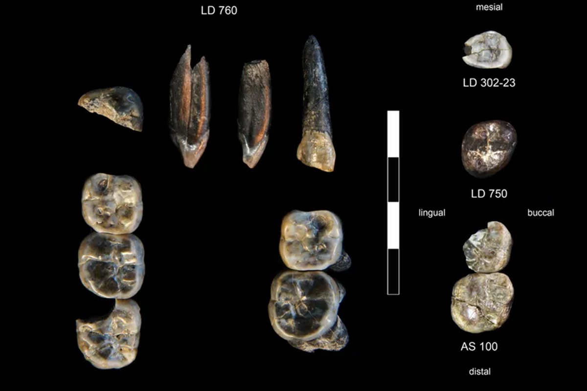 Fotos colorida de dentes fossilizados encontrados na Etiópia - Metrópoles