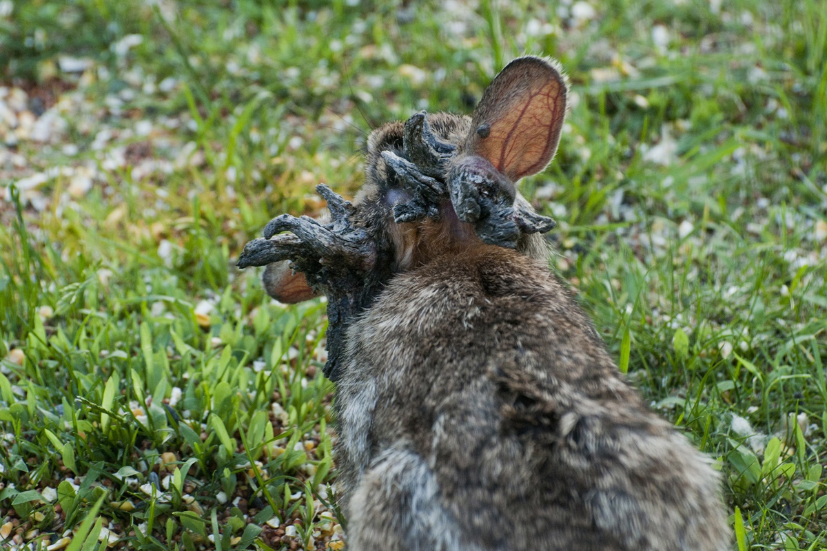 Imagem colorida de coelhos com chifre no Colorado, Estados Unidos - Metrópoles