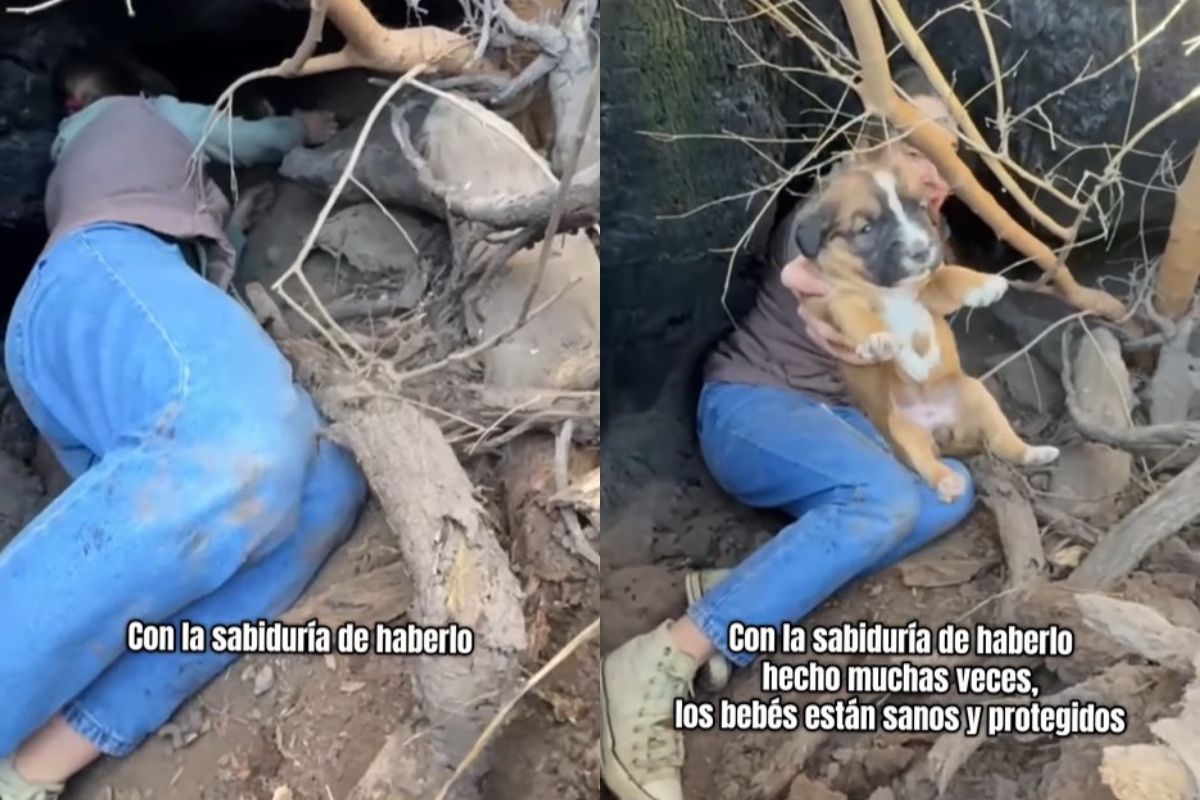 montagem colorida resgate filhotes de cachorro