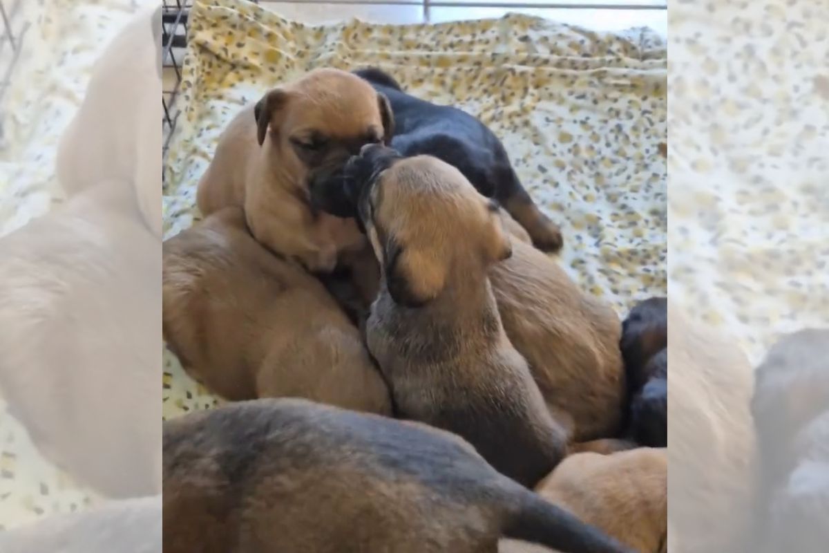 foto colorida filhotes resgatados 