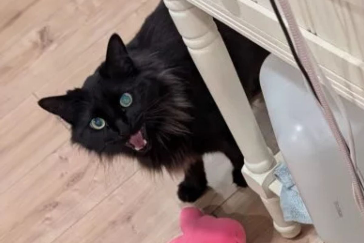 Tutora termina namoro, e gato a conforta com pelúcias todas as noites