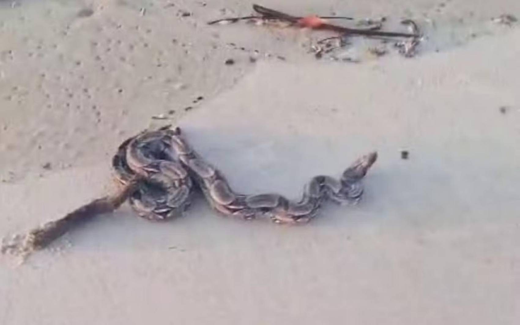 Homem encontra jiboia na praia de Atalaia, em Aracaju