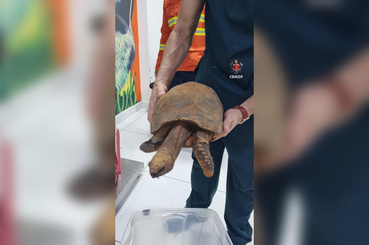 Vídeo: jabuti com a pata queimada é resgatado de incêndio no DF