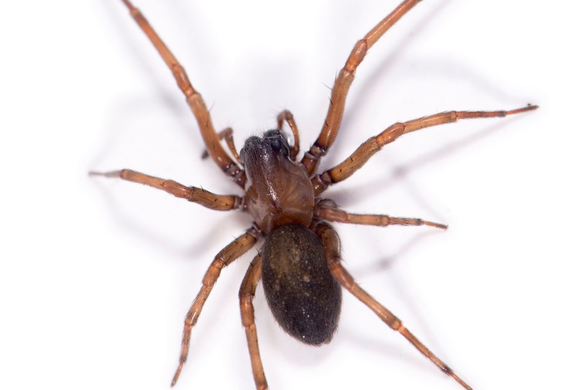 braune Spinne