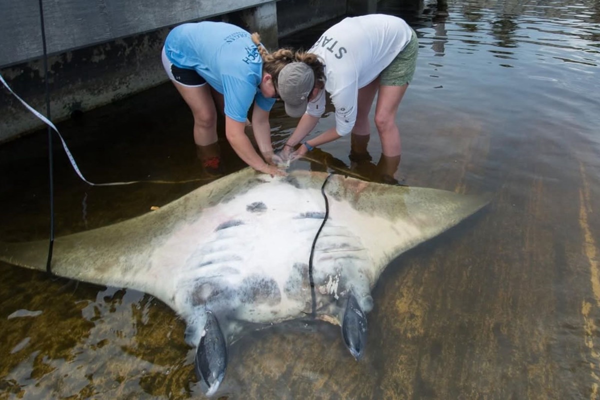Foto colorida de nova espécie de raia-manta. Nova espécie de raia descoberta recebe nome em homenagem à sereia Iara