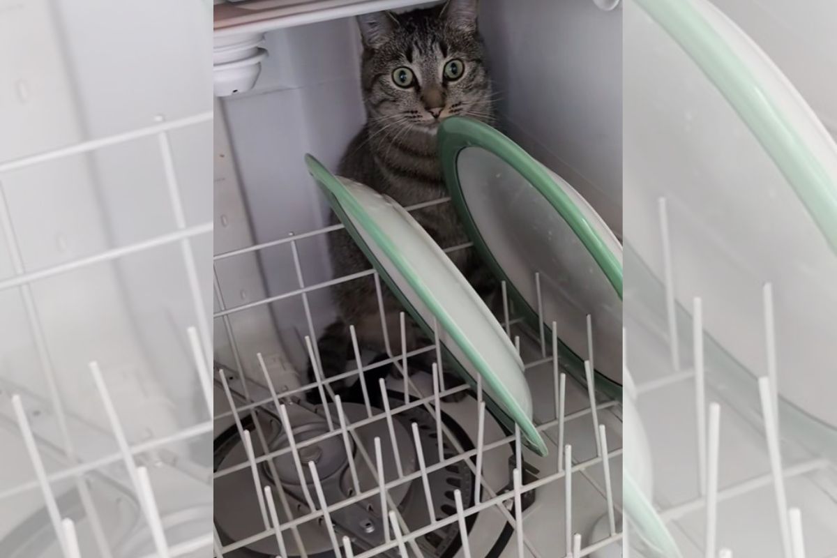 foto colorida gato na lava-louças 