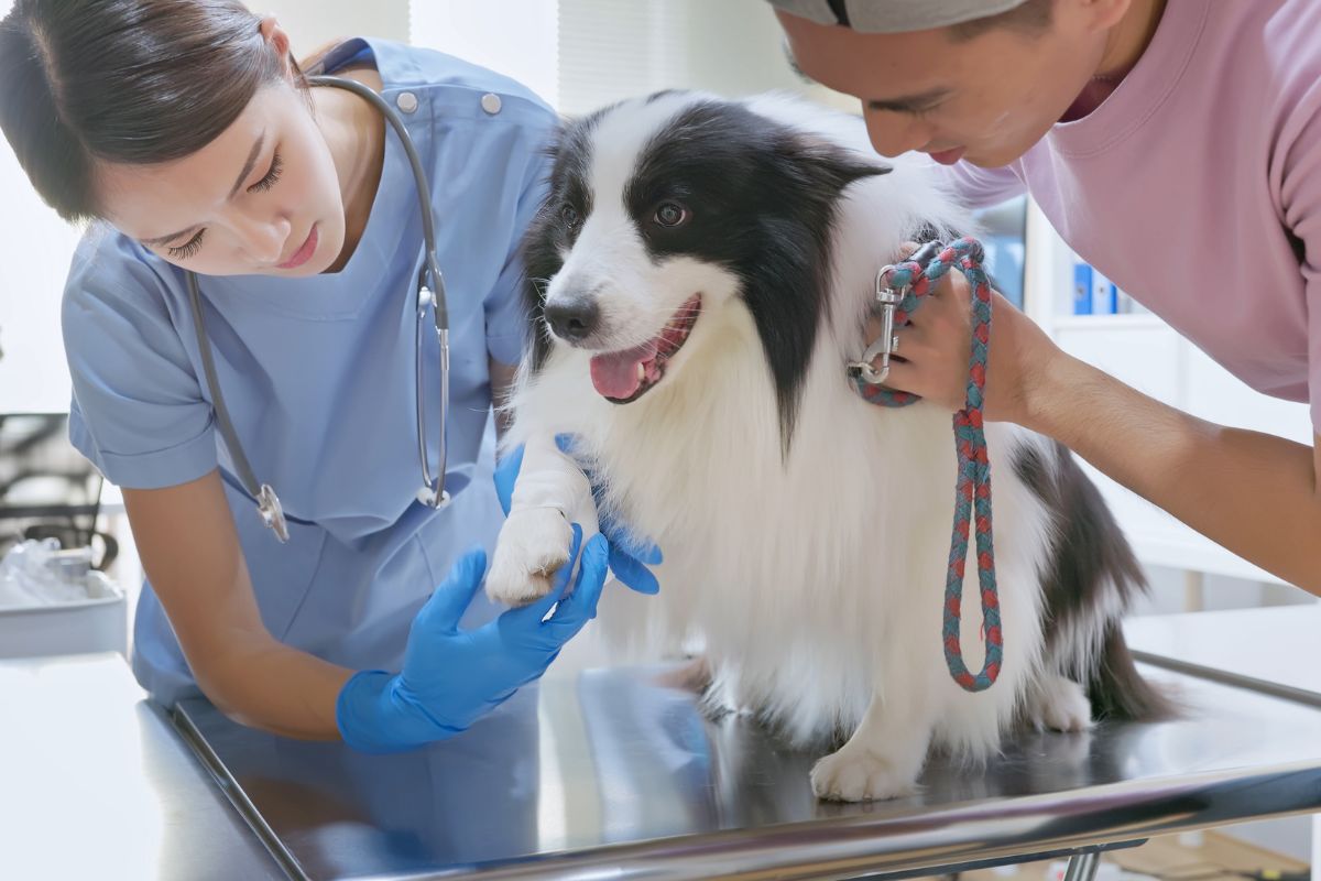 Cachorro é examinado por veterinários