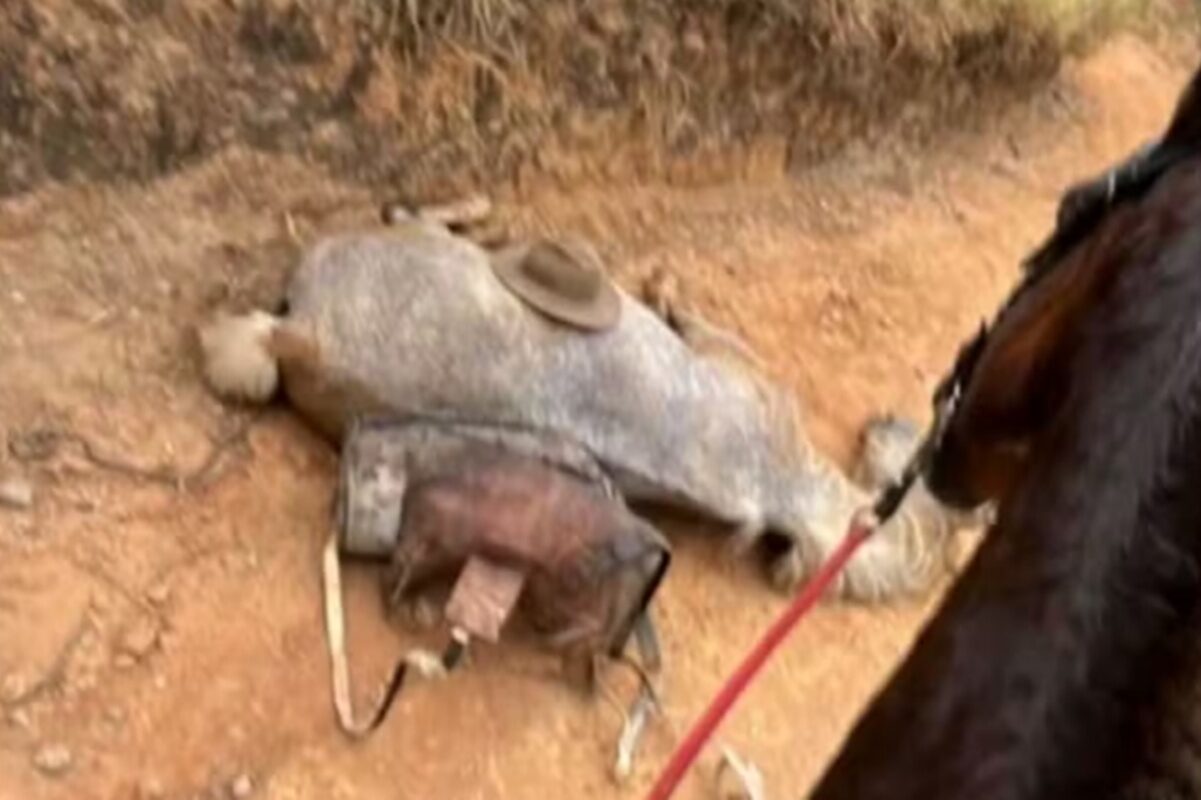 Cavalo estava vivo quando foi mutilado por tutor em SP, diz delegado