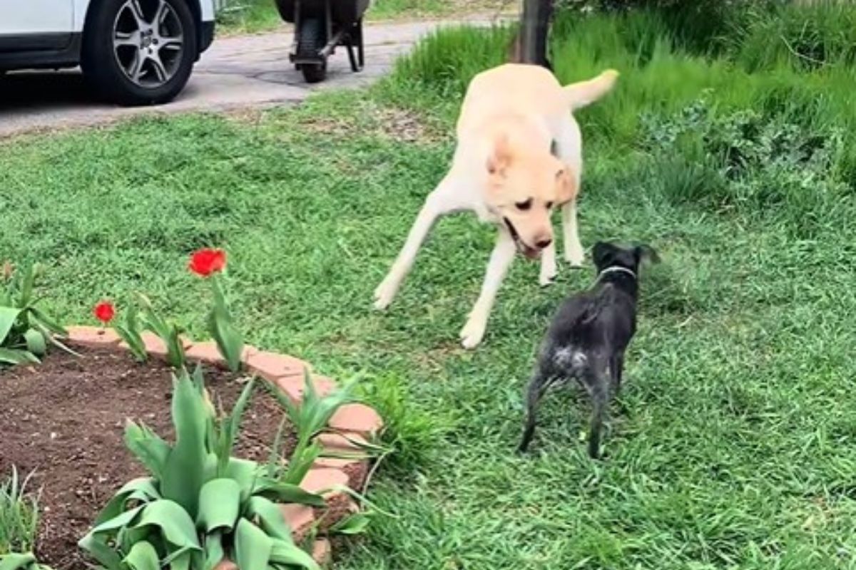 Cão não suporta a morte do irmão e emociona ao usar cama minúscula