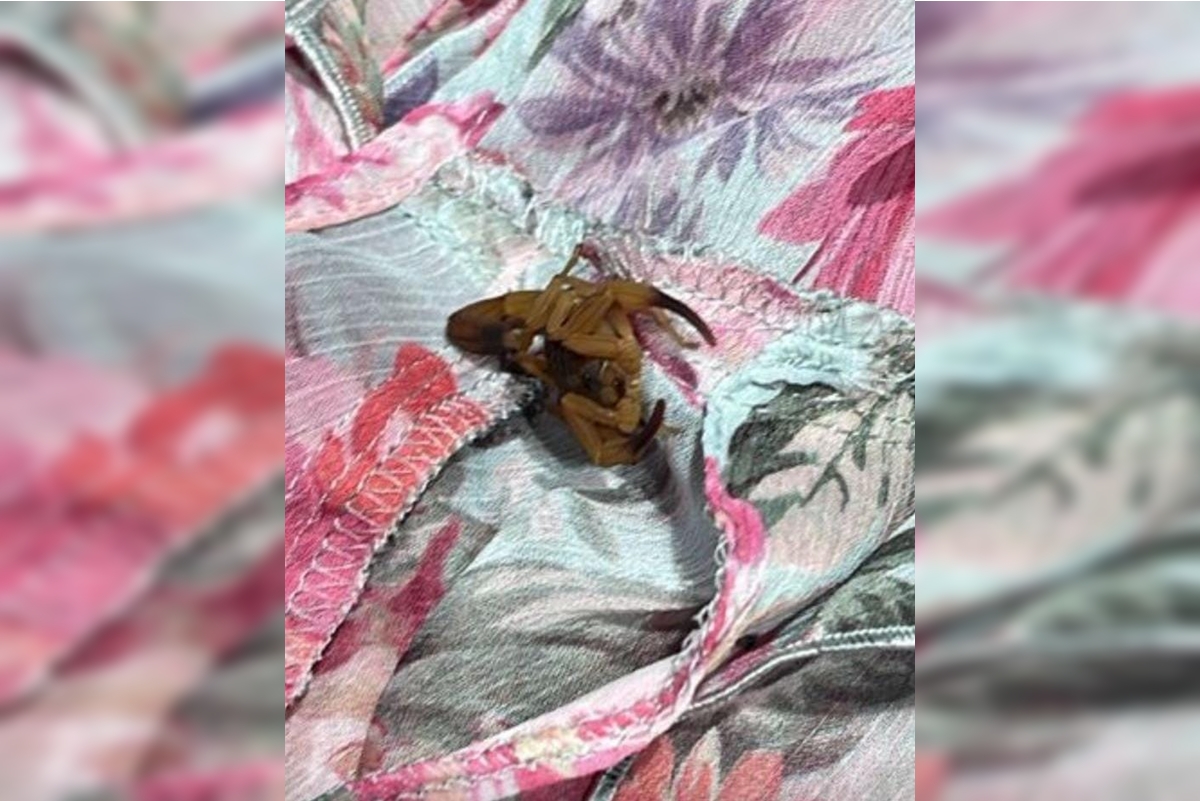 Jovem é picada por escorpião dentro de provador em loja de grife no DF