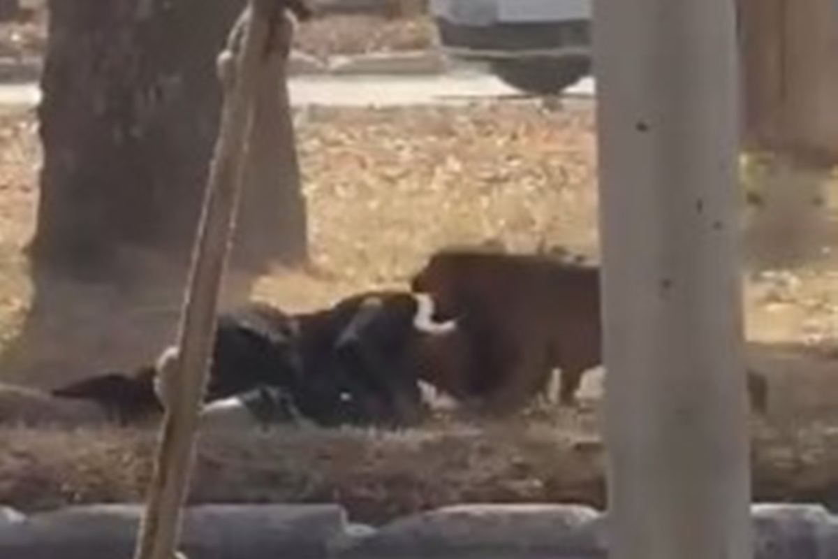 Vídeo: mulher é atacada por seis cães de rua no DF
