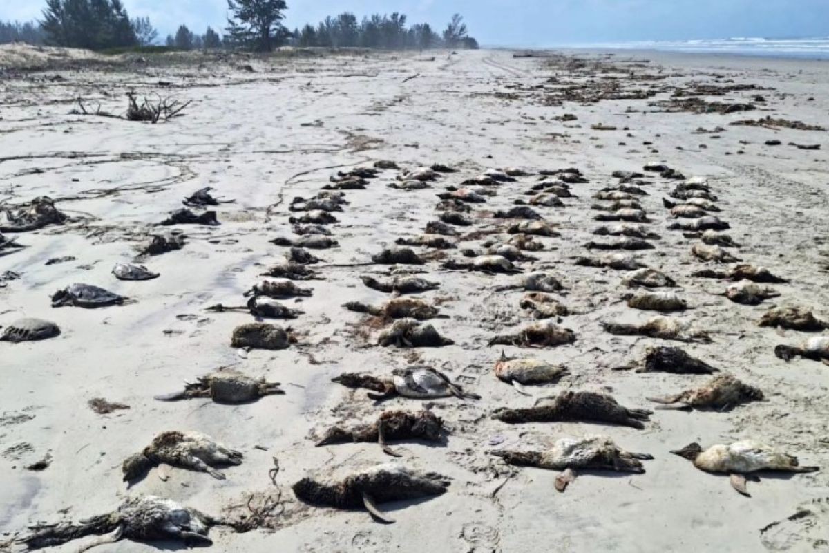 Temporada de pinguins: mais de 700 são achados mortos no litoral de SP