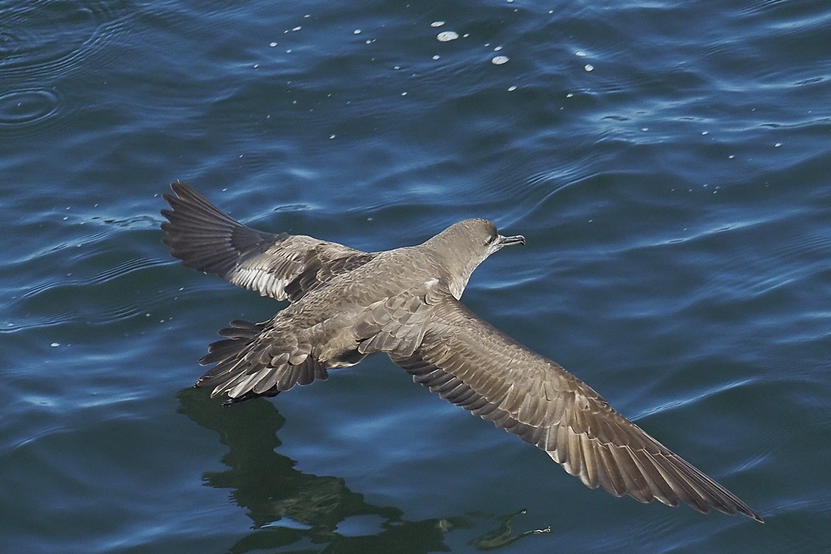 Foto colorida de ave marinha (pardela-listrada) em pleno voo. Por que aves marinhas fazem cocô tantas vezes durante o voo