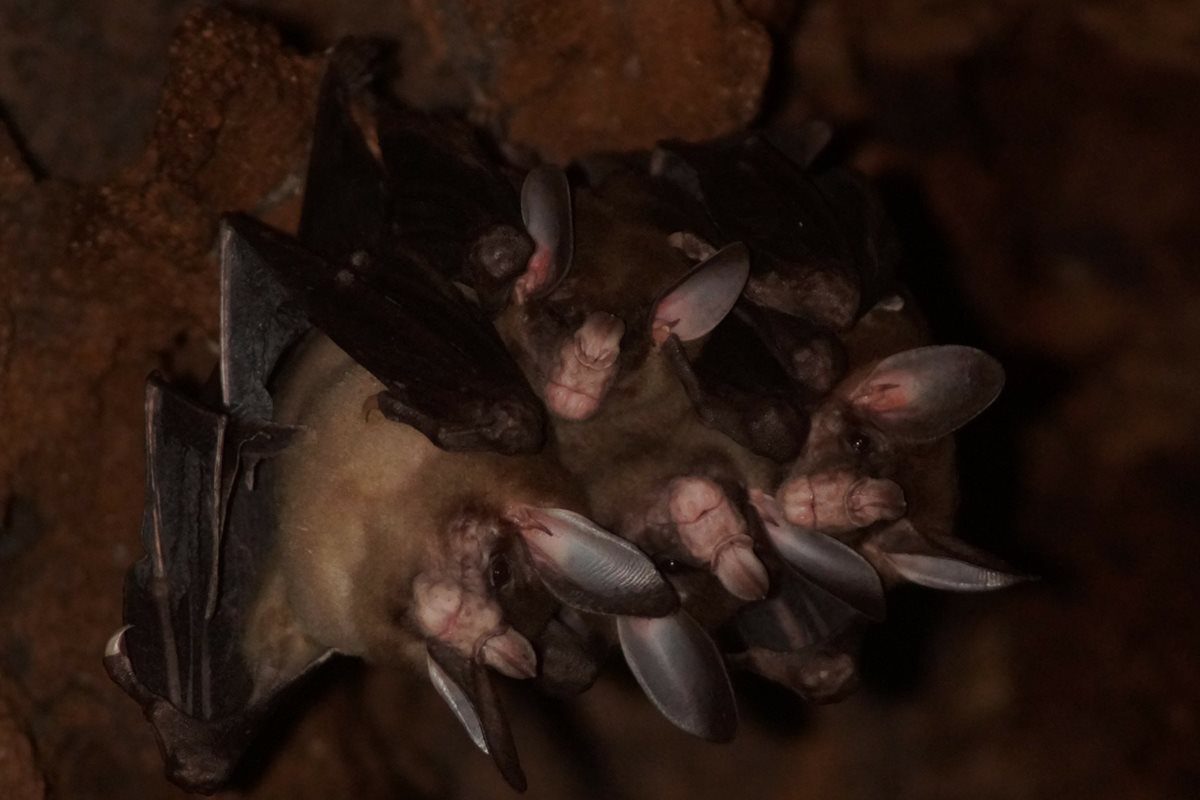 Maior morcego vampiro do mundo gosta de abraçar e dividir comida