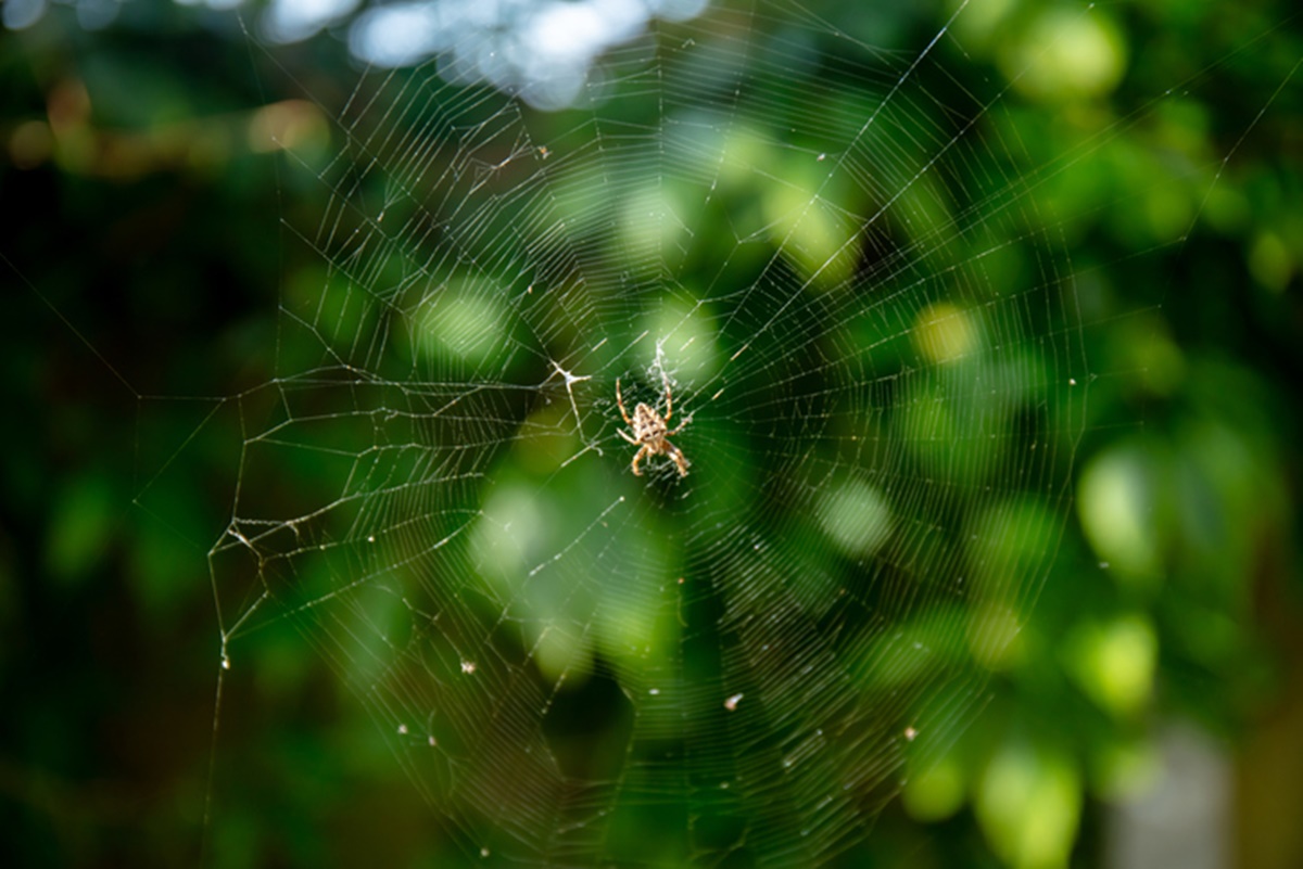 Foto de aranha construindo teia - Metrópoles