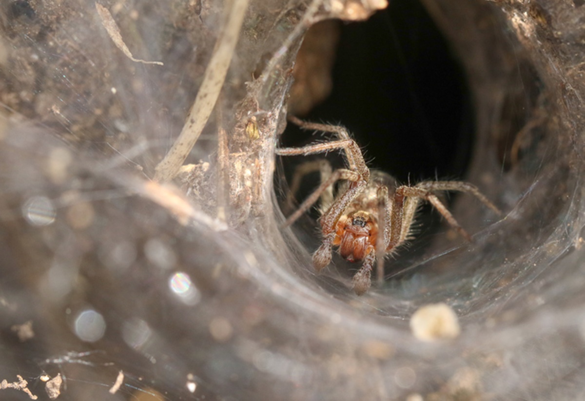 Aranha em teia - Metrópoles