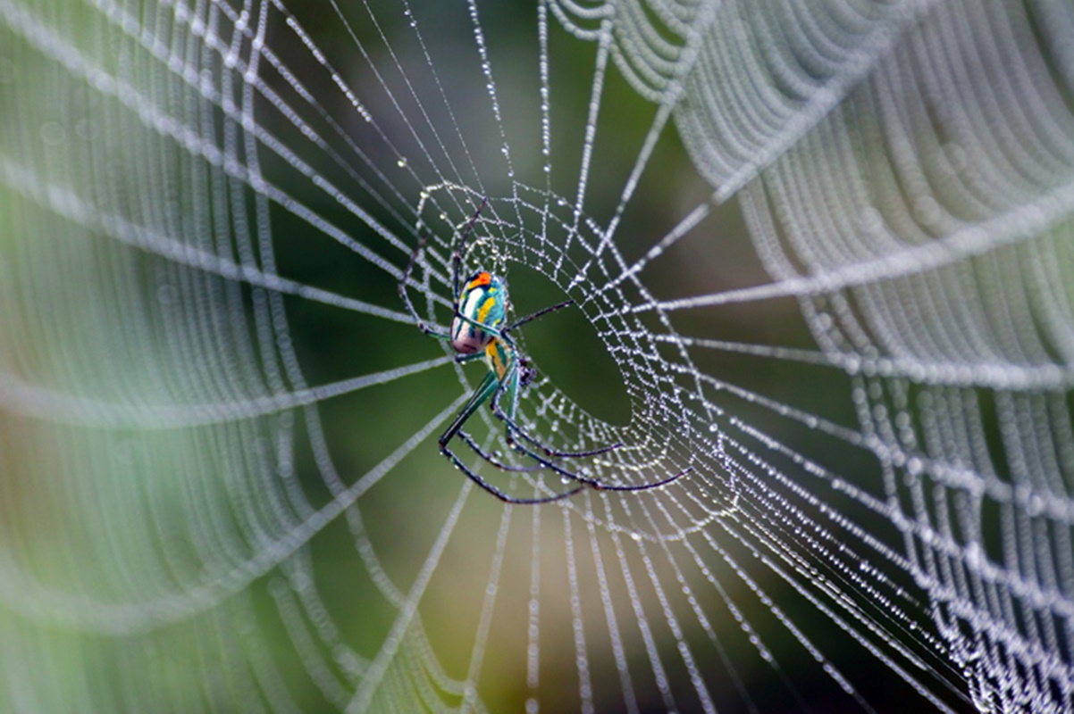 Aranha tecelã descansa no centro de sua teia - Metrópoles