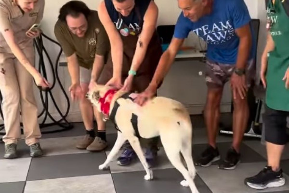 print colorido de vídeo de cadela adotada depois de 933 dias