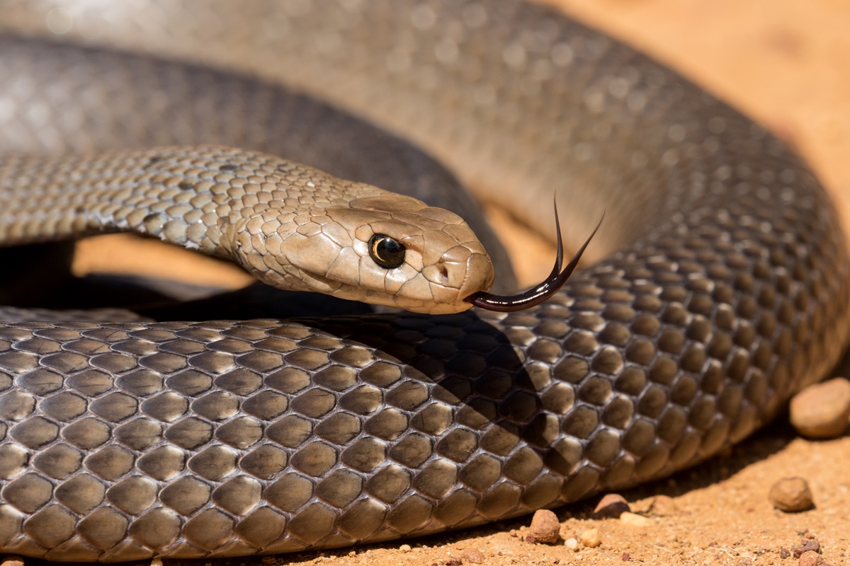 Imagem colorida de cobra marrom oriental - Metrópoles