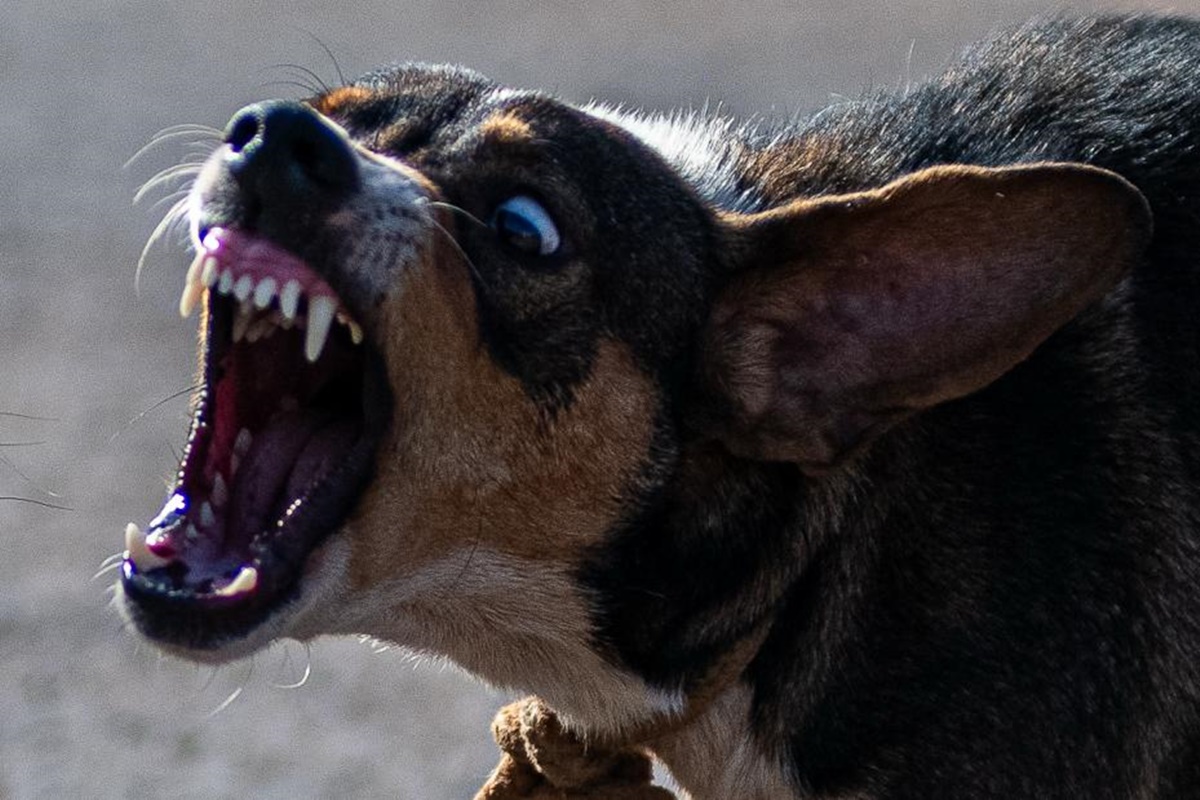 Soltas e ferozes, matilhas pelo DF fazem explodir número de ataques de cães