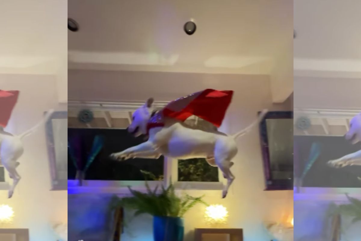 cachorro-pulando-com-capa-vermelha Pit-bull é adotado 24 horas antes de eutanásia e comemora pulando