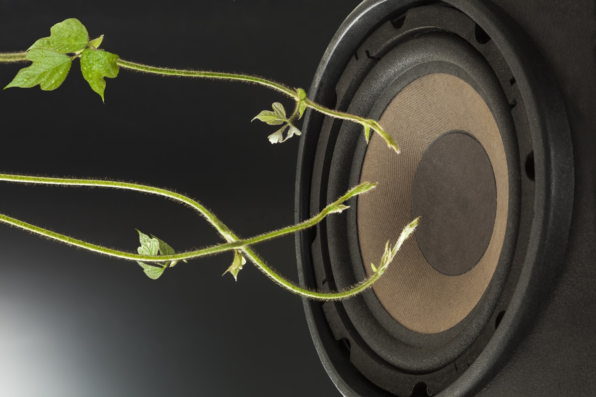Música pode afetar o crescimento das plantas? Entenda a polêmica