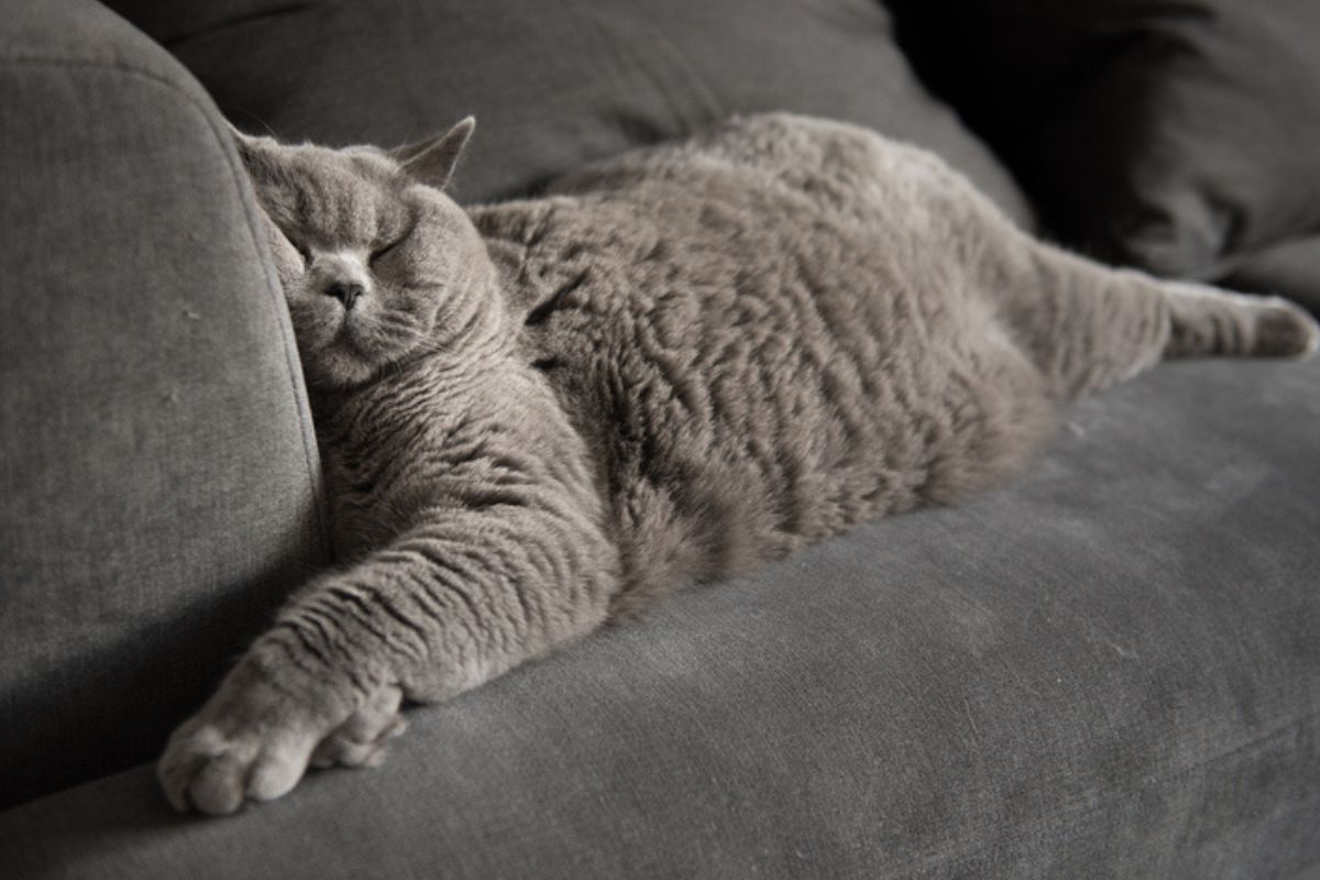 Imagem colorida de gato da raça british shorthair