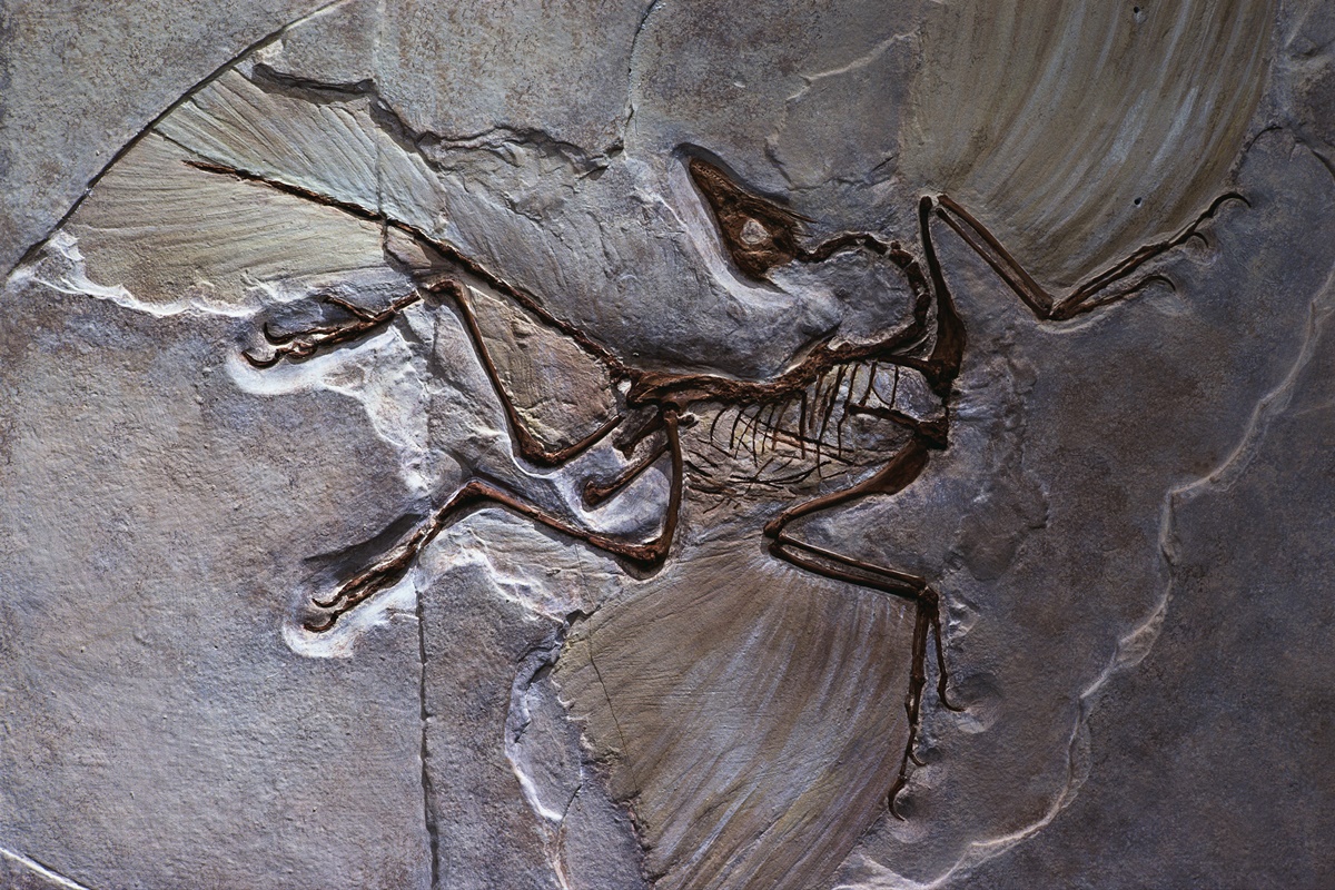 Foto de fóssil Archaeopteryx - Pré-história: saiba quais são os fósseis mais famosos do mundo