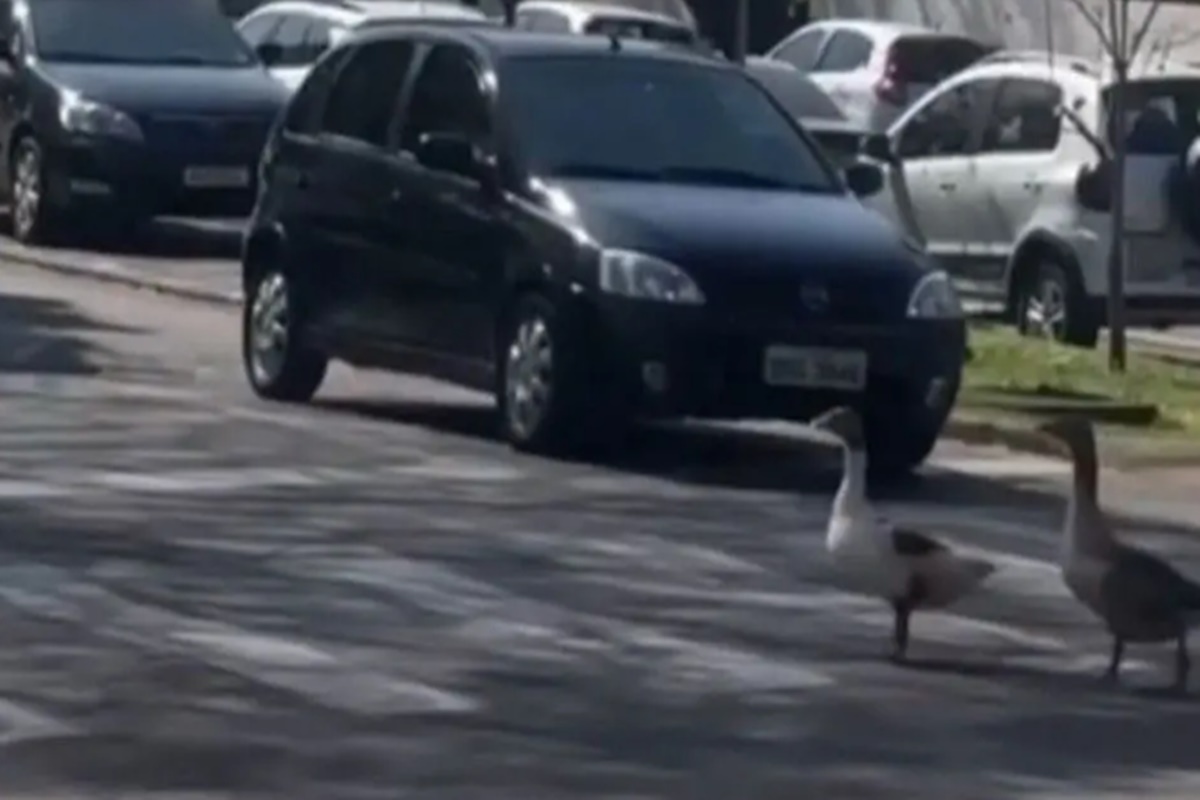 Gansos utilizam faixa de pedestres e param o trânsito no Paraná; vídeo