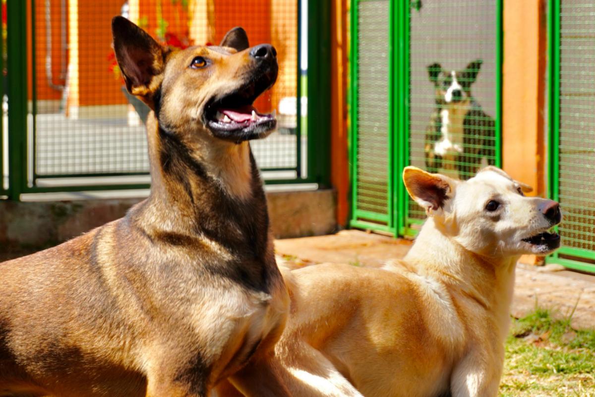 Prefeitura de SP faz evento para adoção de animais neste sábado (23/8)